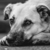 犬の骨折
