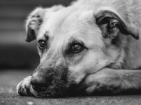 犬の骨折