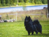 ジャーマン・スピッツ