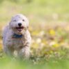 犬