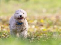 犬