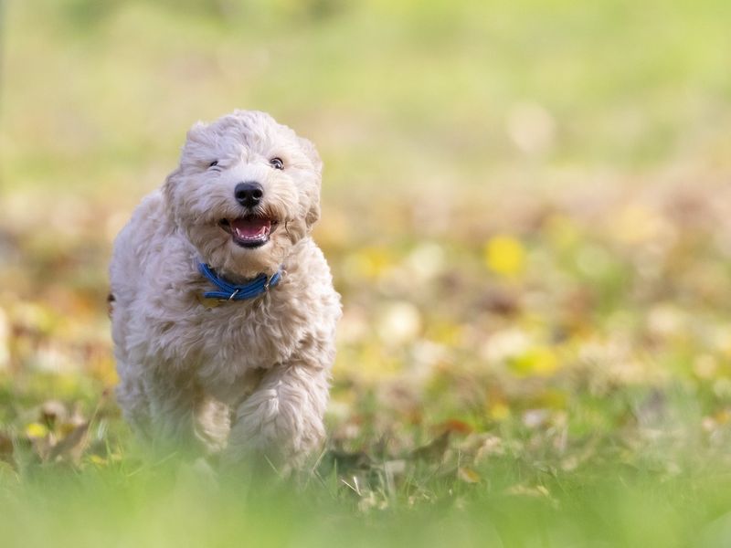 犬