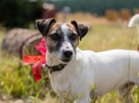 ジャック・ラッセル・テリア