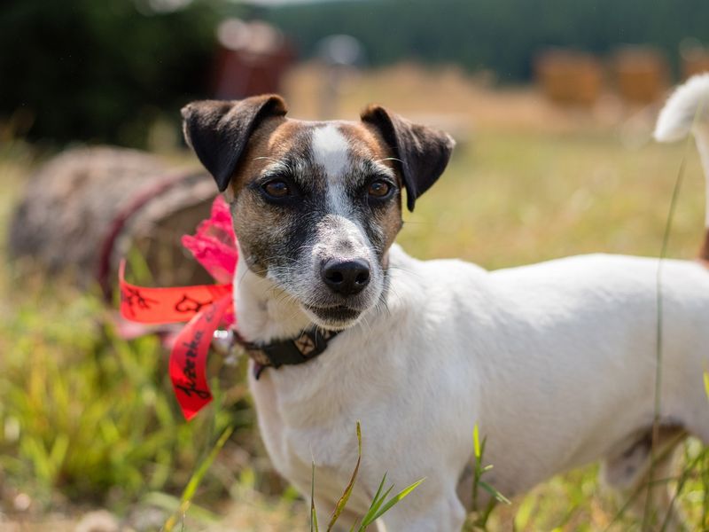 ジャック・ラッセル・テリア