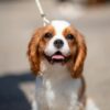 キング・チャールズ・スパニエル