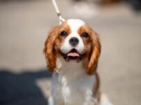 キング・チャールズ・スパニエル