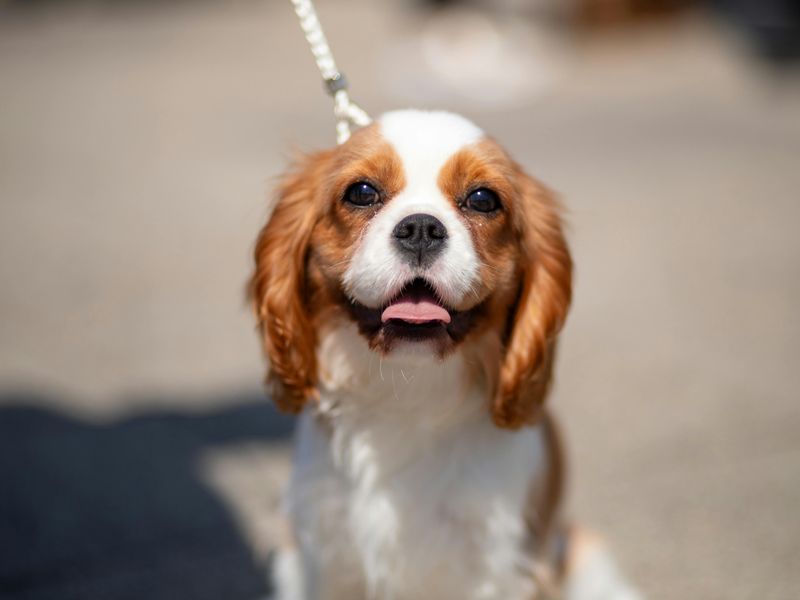 キング・チャールズ・スパニエル