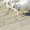 犬の多頭飼い