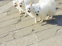 犬の多頭飼い