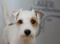 パーソン・ラッセル・テリア