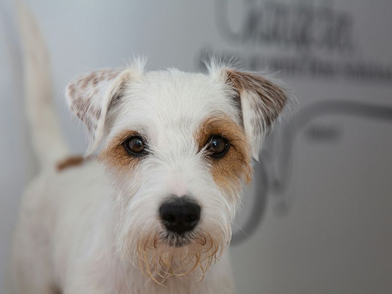 パーソン・ラッセル・テリア