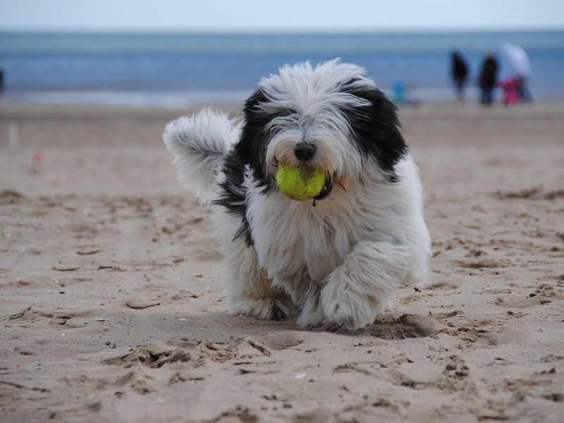 ポリッシュ・ローランド・シープドッグ