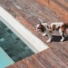 犬とプール