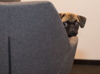 愛犬のお留守番