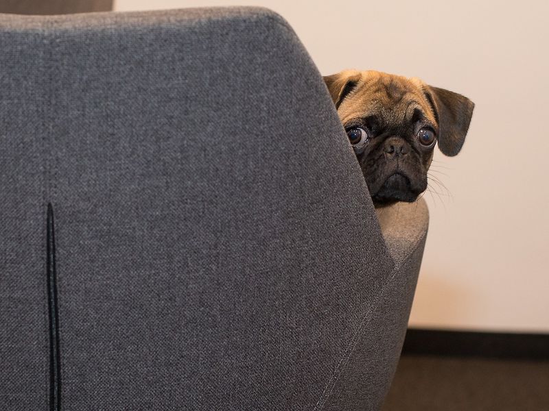 愛犬のお留守番