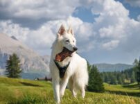 ホワイト・スイス・シェパード・ドッグ