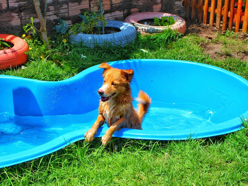 犬とプール