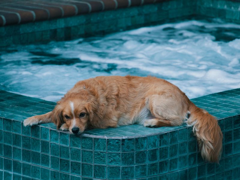 犬とプール