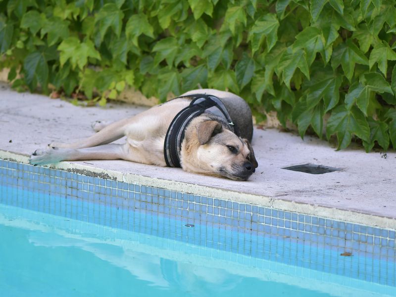 犬とプール