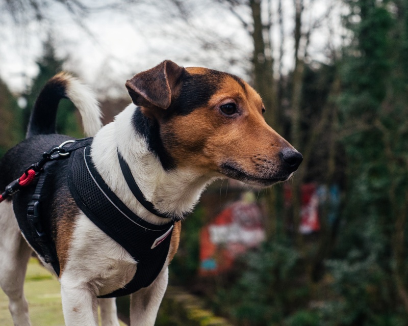 ジャック・ラッセル・テリア