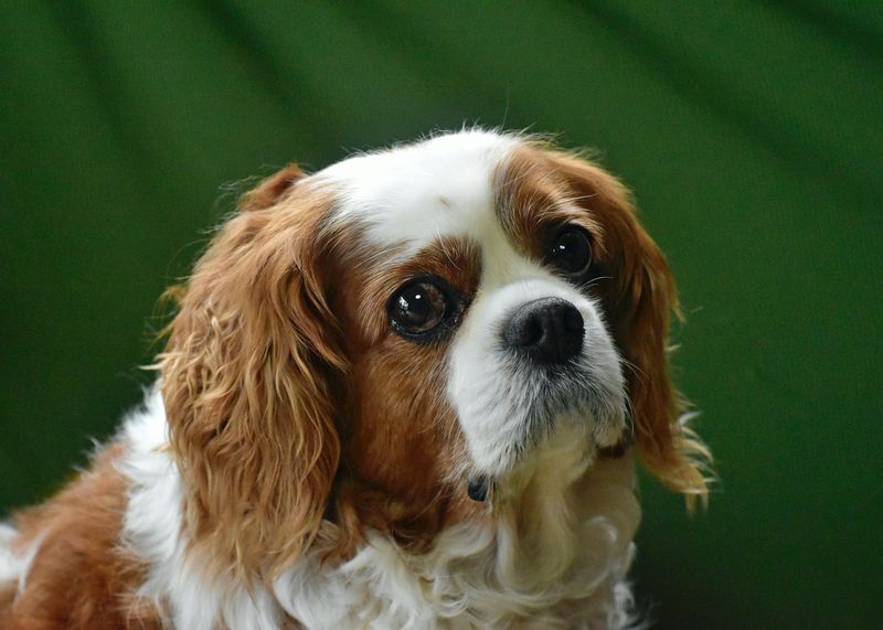 キング・チャールズ・スパニエル