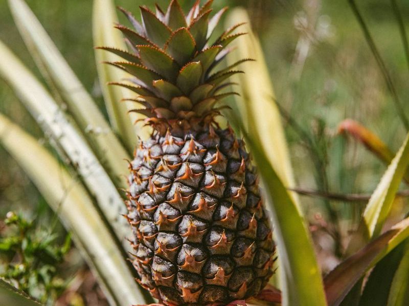 パイナップル