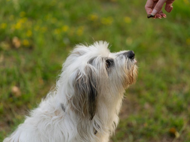 ポリッシュ・ローランド・シープドッグ