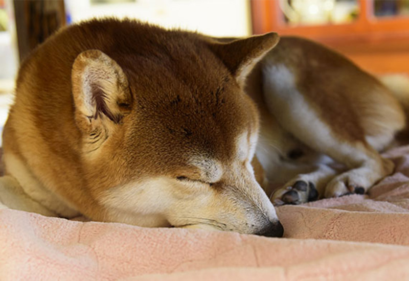 柴犬