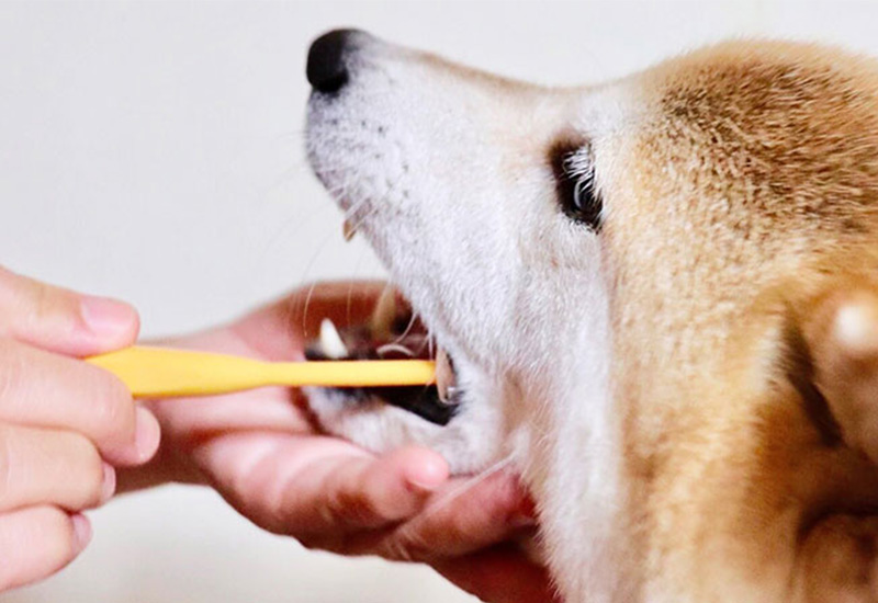 柴犬