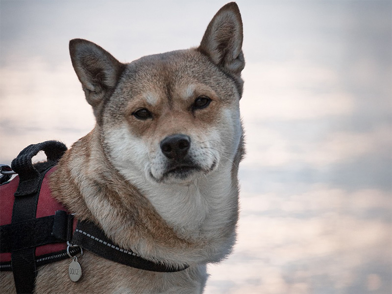 柴犬