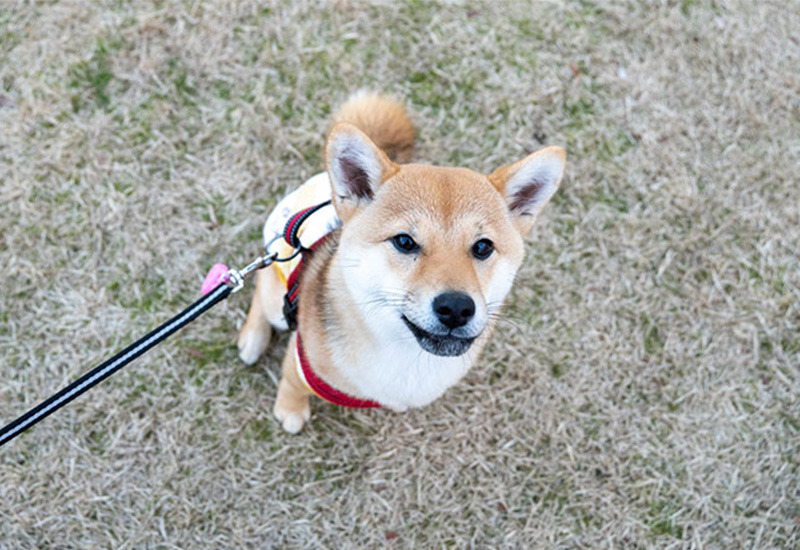 柴犬