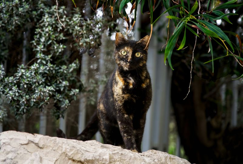 サビ猫