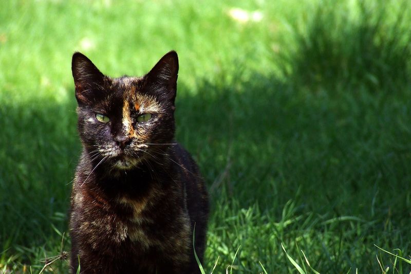 サビ猫