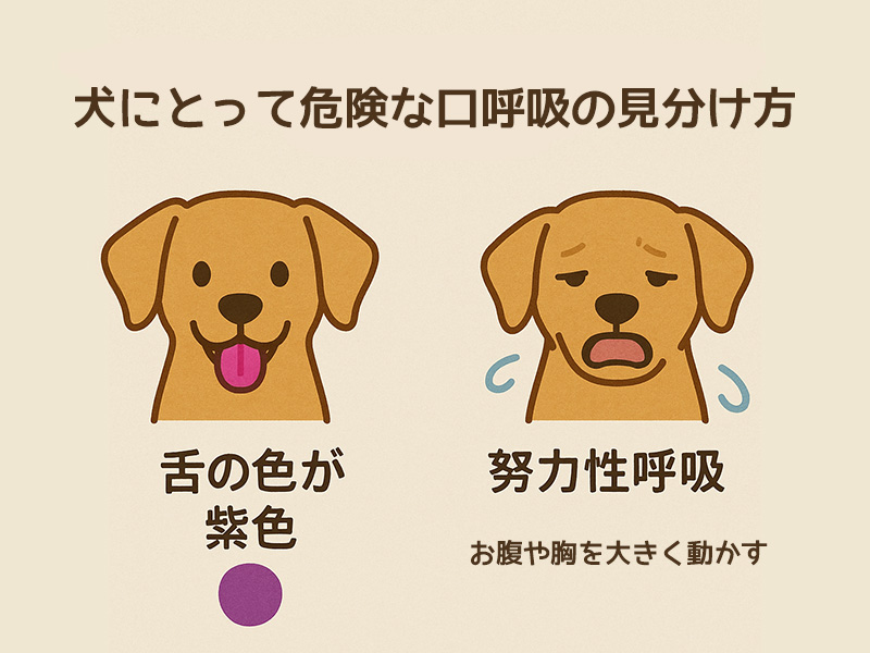 犬にとって危険な口呼吸に見分け方