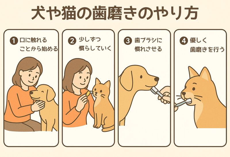 犬や猫の歯磨きのやり方