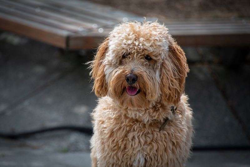 犬