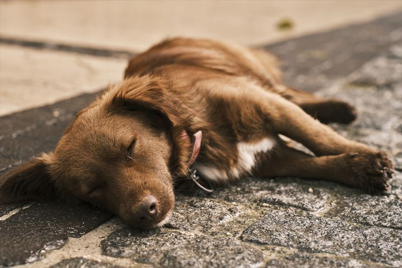犬