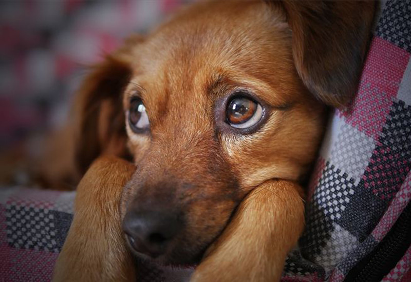 犬