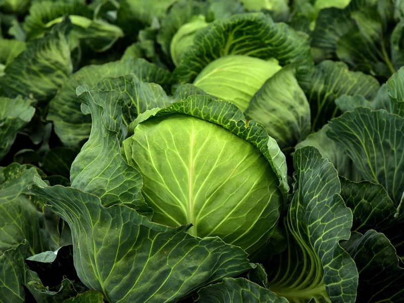 キャベツ
