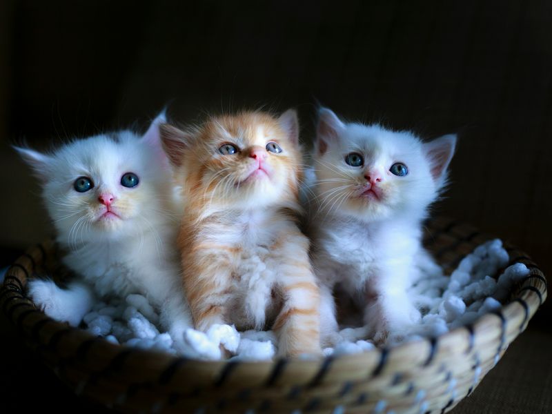 猫