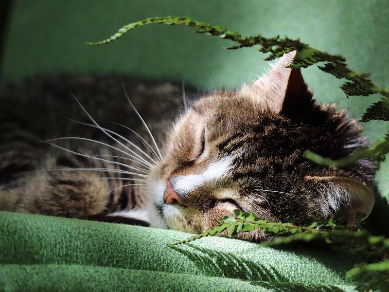 猫