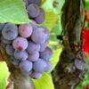 ぶどう
