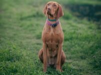茶色の毛色の犬