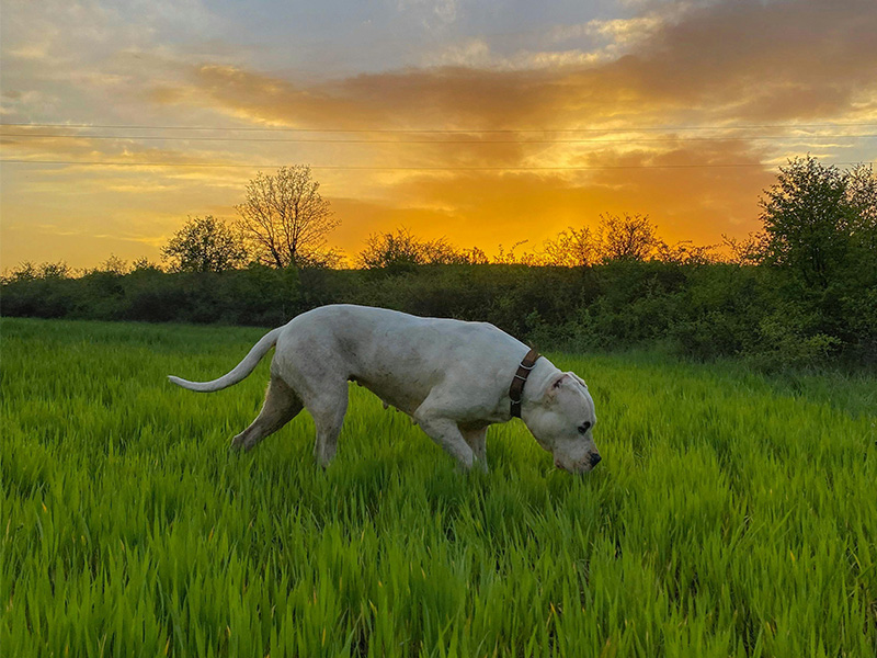 ドゴ・アルヘンティーノ