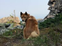 フィニッシュ・スピッツ