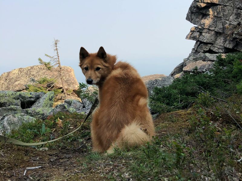 フィニッシュ・スピッツ