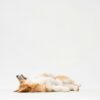 犬