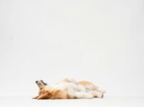 犬