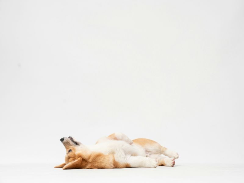 犬