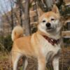 日本犬